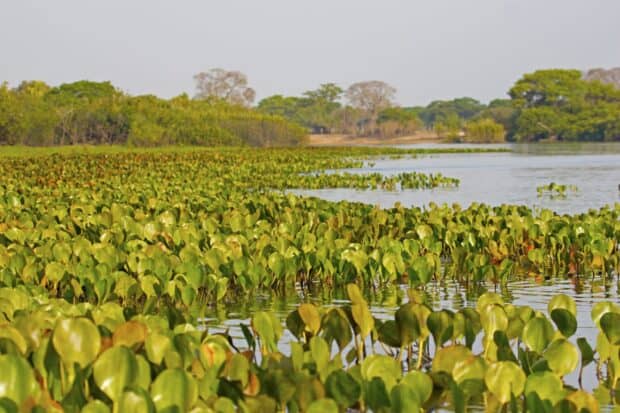 A dense growth of lush green plants covers the water surface in Pantanal Matogrossense wetlands, 2K Desktop Wallpaper
