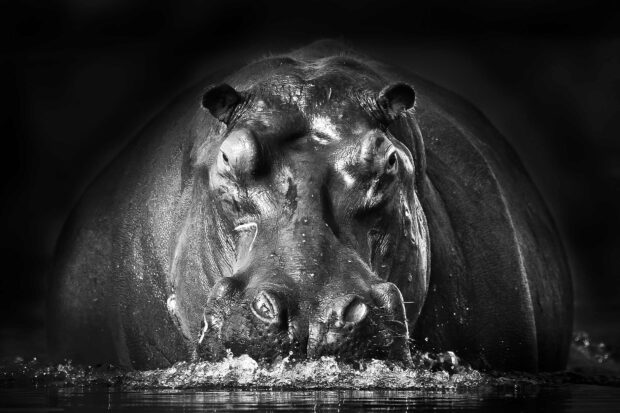 A hippopotamus is emerging from the water with splashes, HD Desktop Wallpaper