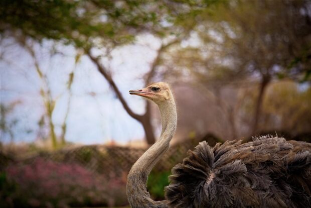 A majestic ostrich stands tall with trees and soft sky in the background, HD Desktop Wallpaper