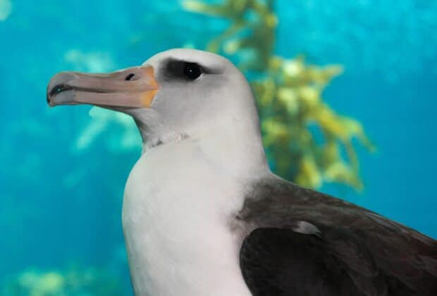 The albatross is resting calmly with a clear blue background, HD Desktop Wallpaper
