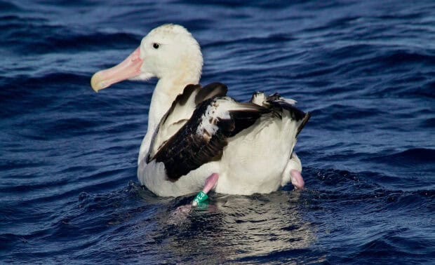 A white albatross is swimming on the dark blue ocean water with a green tag on its leg, HD Desktop Wallpaper