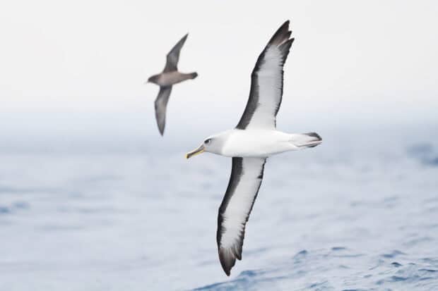 A majestic albatross glides over the ocean with wings fully extended, HD Desktop Wallpaper