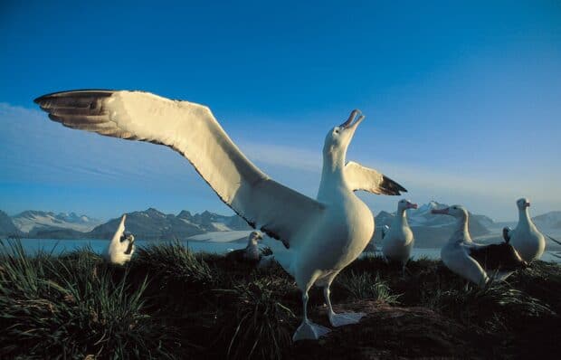 An albatross spreading its wings on a grassy shore with other albatrosses nearby, HD Desktop Wallpaper