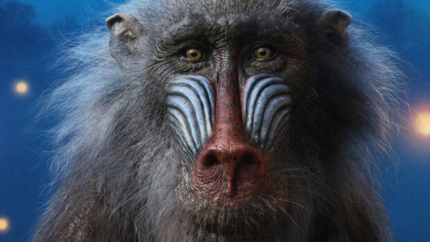 A close up of a baboon featuring unique facial patterns, 2K Desktop Wallpaper