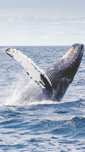 A blue whale breaching the ocean surface with splashing water, 4K Phone Wallpaper