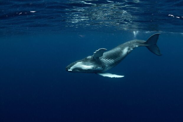 A blue whale swimming gracefully in the deep ocean with clear water, 2K Desktop Wallpaper