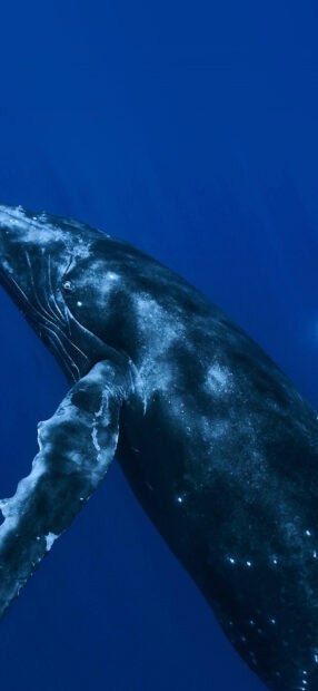A blue whale is swimming gracefully in the deep ocean with clear blue water around, HD Phone Wallpaper