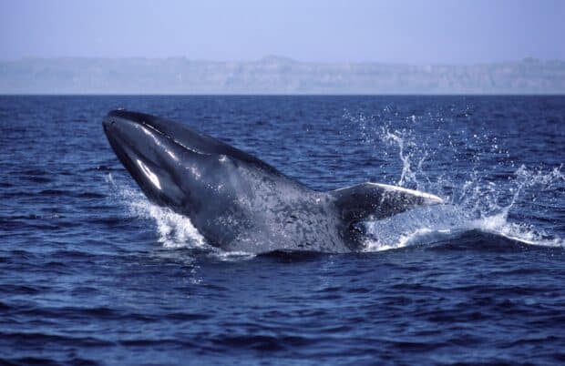 A blue whale is breaking the water surface in the ocean near the coast, HD Desktop Wallpaper