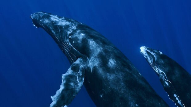A close up of two blue whales swimming in deep ocean water, 4K Desktop Wallpaper