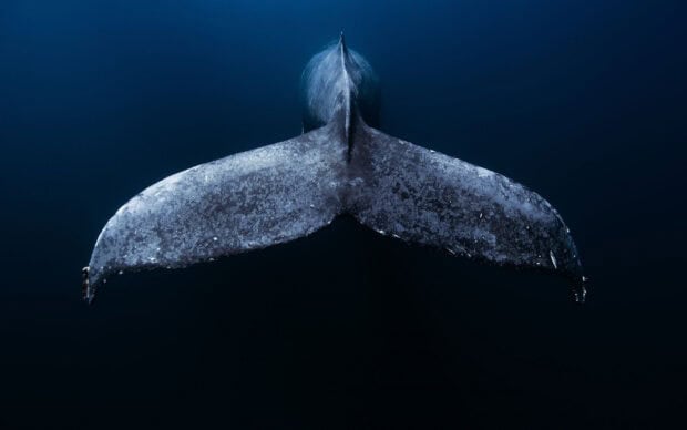 A blue whale tail is captured gliding through deep blue water, HD Desktop Wallpaper
