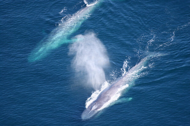 Two blue whales are swimming close together in the deep ocean, 2K Desktop Wallpaper