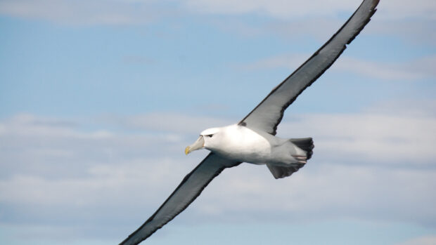 A majestic albatross soars with wide wings over a blue sky with soft clouds, 2K Desktop Wallpaper