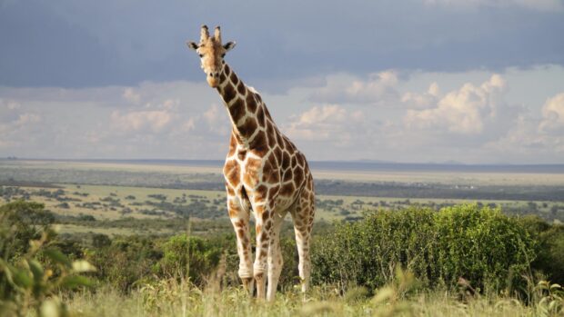 A giraffe stands tall in the lush Ugandan landscape under a cloudy sky, HD Desktop Wallpaper