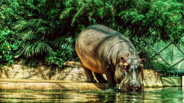 A hippopotamus stands at the water's edge surrounded by lush greenery in a natural enclosure, HD Desktop Wallpaper