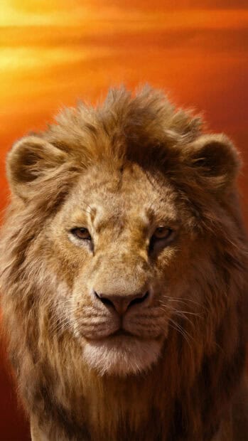 A close up of a majestic lion with a vibrant orange sky behind in The Lion King Wallpapers, 2K Mobile Wallpaper