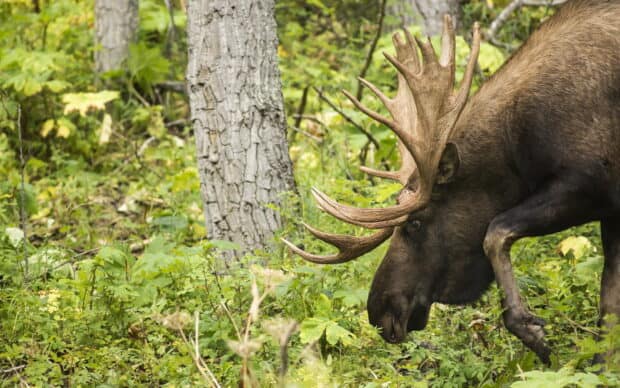A large moose with impressive antlers grazing in a green forest, HD Desktop Wallpaper