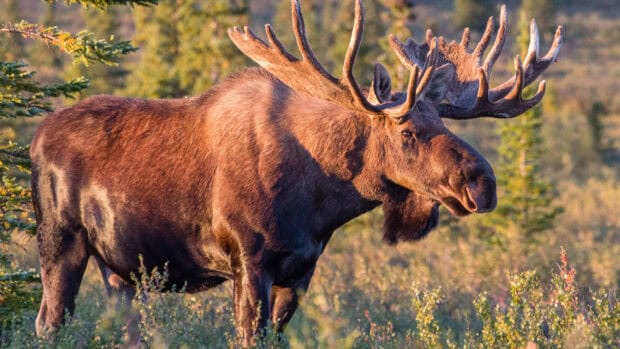 A majestic moose stands quietly in a sunlit forest clearing with dense trees around, 4K Desktop Wallpaper