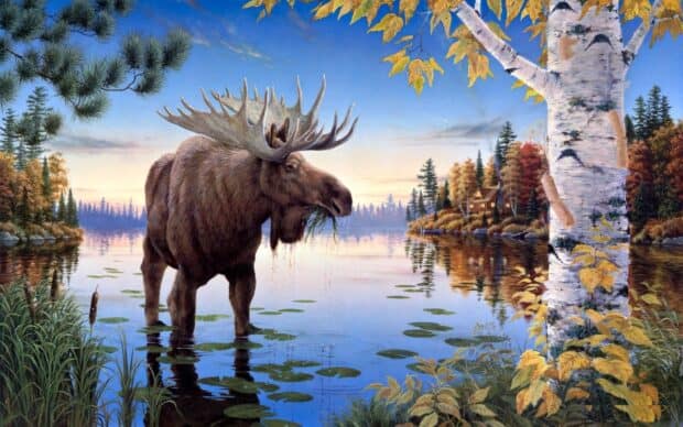 A moose stands in a calm lake surrounded by trees and autumn foliage, HD Desktop Wallpaper
