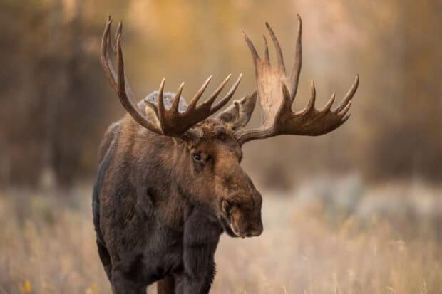 A majestic moose stands calmly in an autumn forest with soft golden light, HD Desktop Wallpaper