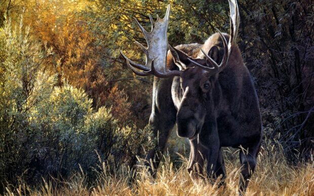 A moose stands among autumn trees and dry grass in a forest, HD Desktop Wallpaper