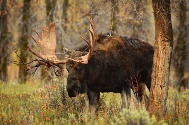 A moose stands among autumn trees and foliage showing its impressive antlers, HD Desktop Wallpaper