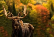 A moose stands calmly in an autumn forest with colorful foliage in the background, HD Desktop Wallpaper