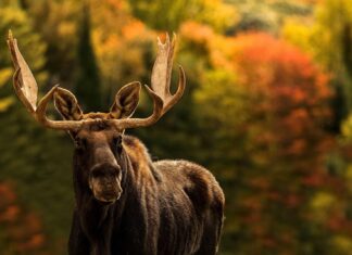 A moose stands calmly in an autumn forest with colorful foliage in the background, HD Desktop Wallpaper