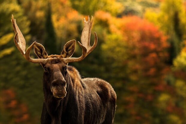 A moose stands calmly in an autumn forest with colorful foliage in the background, HD Desktop Wallpaper