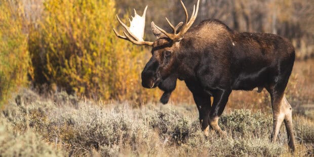 A moose stands in a field surrounded by autumn foliage in this moose wallpapers, HD Desktop Wallpaper