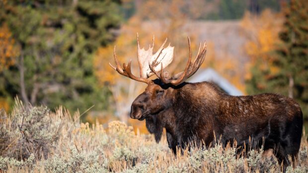 A moose stands in a field surrounded by autumn trees, displaying impressive antlers, 4K Desktop Wallpaper