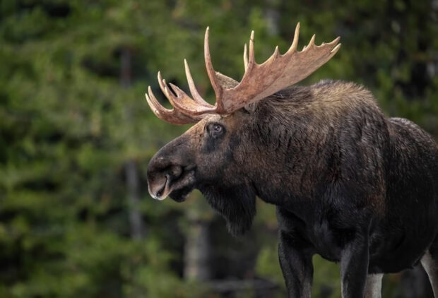A stunning moose stands calmly with large antlers against a blurred forest background, HD Desktop Wallpaper