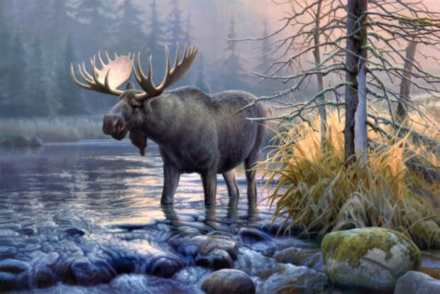 A moose stands in a calm forest creek surrounded by trees and rocks, HD Desktop Wallpaper