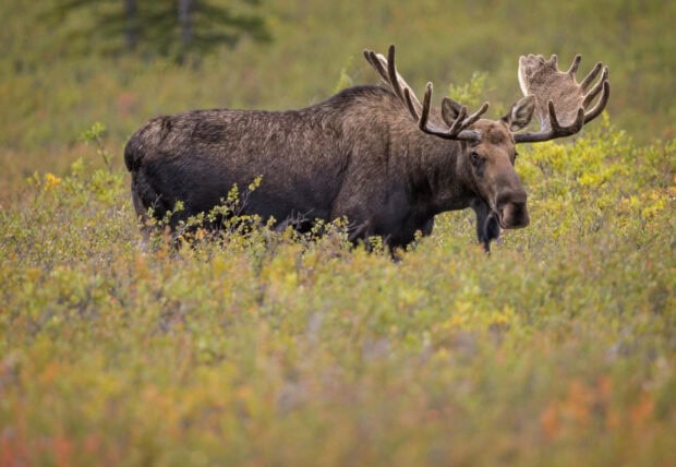 A moose is standing calmly in a green meadow filled with wild plants, HD Desktop Wallpaper