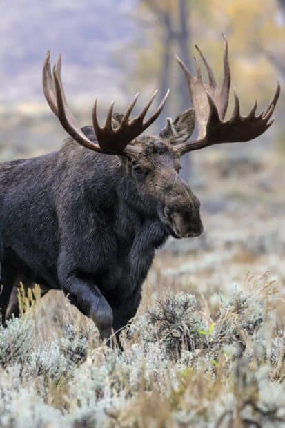 A moose is walking through a field with autumn foliage in the background, 2K Phone Wallpaper