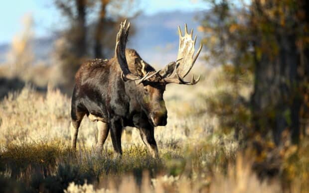 A moose stands quietly in the wilderness surrounded by autumn foliage, HD Desktop Wallpaper