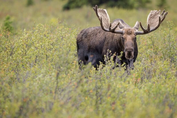 A large moose stands amid dense green shrubs in the forest, HD Desktop Wallpaper
