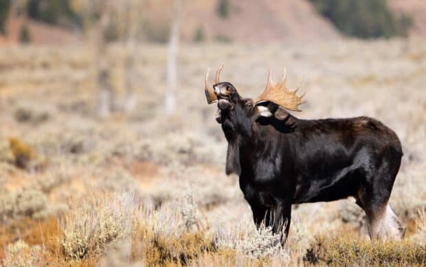 A majestic moose stands in a dry field surrounded by bushes, HD Desktop Wallpaper