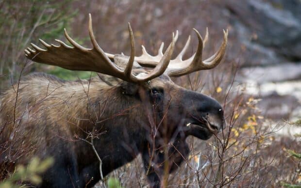 A majestic moose with large antlers stands among autumn vegetation in the wild, HD Desktop Wallpaper