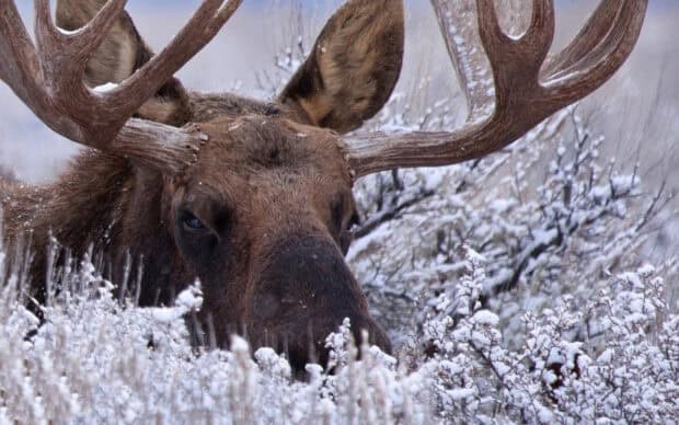 A close up of a moose resting among snow covered bushes in winter, 2K Desktop Wallpaper