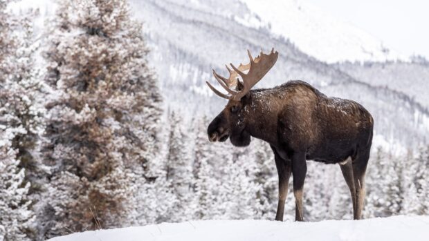 A majestic moose stands in a snowy forest with snow covered trees and mountains in the background, 4K Desktop Wallpaper