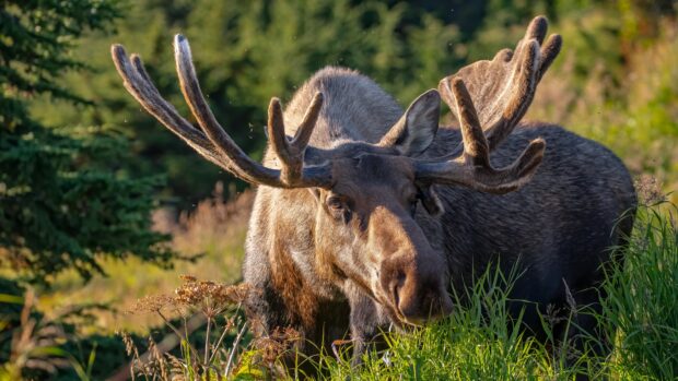 A majestic moose stands among green plants in the forest during daytime, 4K Desktop Wallpaper