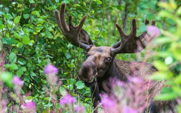 A majestic moose stands calmly among green foliage and purple flowers, showing natural beauty and strength, HD Desktop Wallpaper