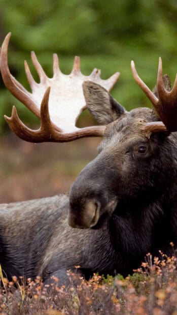 A majestic moose resting in the wild with large antlers visible in a natural setting, 2K Phone Wallpaper