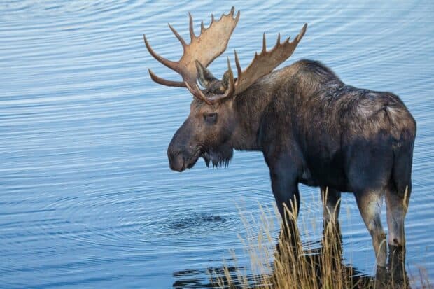 A moose is standing in the water near the shore, creating gentle ripples, HD Desktop Wallpaper