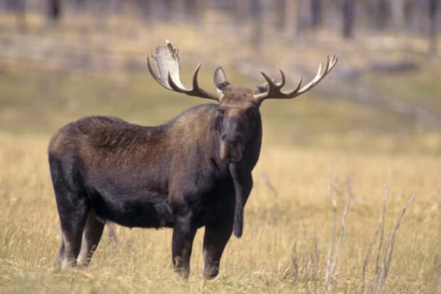 A majestic moose is standing quietly in a field of tall grass with a blurred forest background, HD Desktop Wallpaper