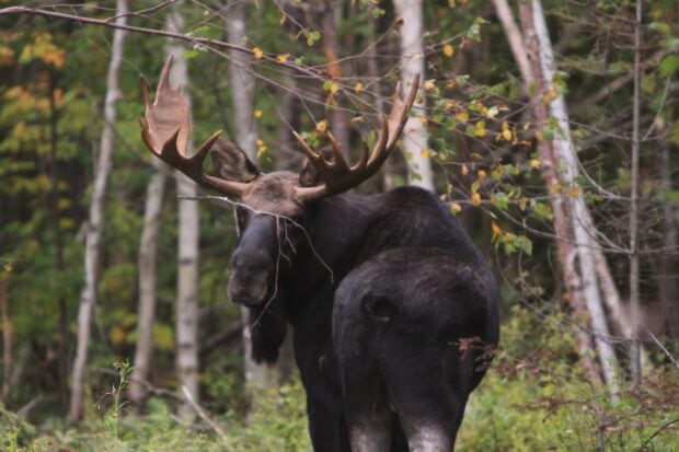 A moose with large antlers stands in a colorful autumn forest, 2K Desktop Wallpaper