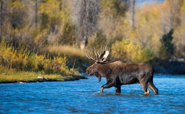 A large moose is walking in the shallow blue river surrounded by autumn forest, HD Desktop Wallpaper