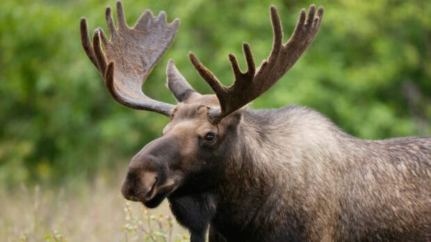 A close up of a moose with large antlers standing in a green forest, HD Desktop Wallpaper