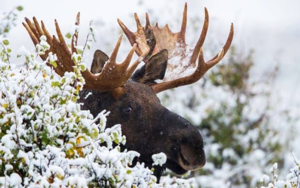 A moose with large snowy antlers is standing among winter bushes, HD Desktop Wallpaper
