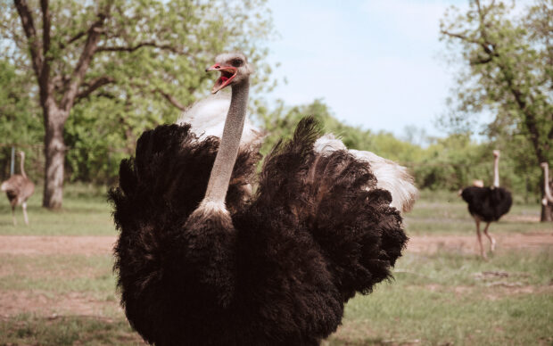 An ostrich spreads its wings with its beak open in a green field, HD Desktop Wallpaper